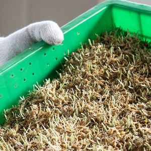 Sciroppo alto maltosio all'ingrosso 85% 87% Kosher certificata dolcificante e stabilizzatore bevande alimentari essiccato stile bottiglia alla rinfusa - Product Image 3