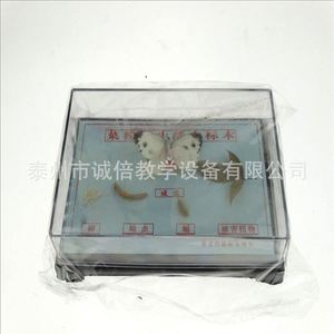 Especímen del ciclo de vida de la mariposa blanca del repollo J43105, equipo para experimentos de biología para escuelas secundarias y preparatorias, escuela secundaria - Product Image 1