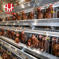 Cage à poules pondeuses en acier galvanisé YiFeng, équipement avicole automatique, cage de type A pour poulets pondeuses