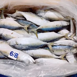 Factory Price Frozen Fish Indian Mackerel Of Good Price And Good Quality