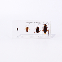 Presse-papiers en résine acrylique de haute transparence, spécimen de cafard taxidermié, jouet éducatif pour l'enseignement
