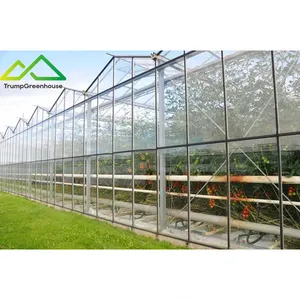 Multi-span agricolo venlo copertura della serra isolante in vetro di fabbricazione prezzo