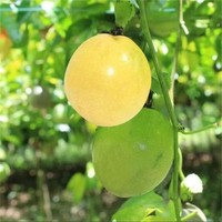 RTY Passievruchtzaden Hoge Kiembaarheid Premium Hybride Bulk Groothandel Fruitzaden Wereldwijde Export Aanvoer