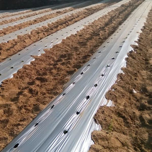 Vente en gros Plastique agricole <span class=keywords><strong>perforé</strong></span> blanc/noir/argent <span class=keywords><strong>Film</strong></span> paillis plastique protection UV - Product Image 4