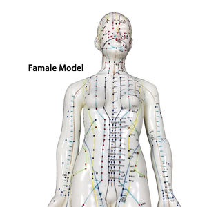 प्रीमियम क्वालिटी अवश्य होना चाहिए मॉडल एनाटॉमी प्रोफेशनल बॉडी एक्यूपंक्चर निर्देशात्मक शिक्षण एक्यूपॉइंट मॉडल 48 सेमी फैमेल मॉडल - Product Image 4
