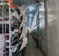 Cage à poulets automatique de type H, nouvelle génération, anti-rouille, en acier galvanisé à chaud, pour poulets commerciaux