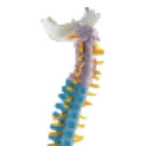 Modèle de colonne vertébrale didactique coloré de bureau ADA-A125C avec têtes de fémur, 45 cm (non pliable) - Product Image 2