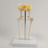 Modèle d'enseignement d'anatomie canine vétérinaire, modèle articulaire malade de chien, modèle d'articulation de la hanche de chien avec modèle de fémur