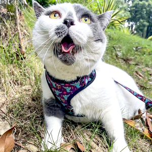 2025 merah muda mewah desain khusus nilon anjing Harness disesuaikan tidak ada tarik perlengkapan untuk hewan peliharaan kecil sublimasi aksesoris hewan peliharaan - Product Image 6