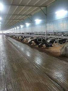 Divisorio per Box Bovini Zincato a Caldo, Separatore per Cubicoli, Attrezzatura per Allevamento di Bestiame - Product Image 5