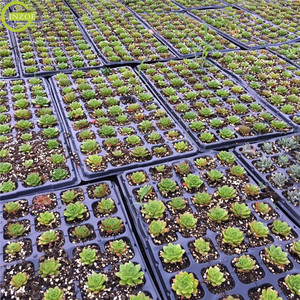Bandeja de vivero de plantación de <span class=keywords><strong>semillas</strong></span> calientes <span class=keywords><strong>para</strong></span> cultivo Microgreen - Product Image 6