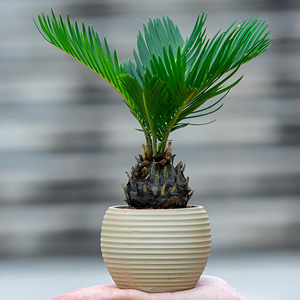 Palmeras Sago Naturales Populares para Interiores y Exteriores, Proveedor de Bonsáis, Palmeras Cycas, Plantas Ornamentales Reales - Product Image 2
