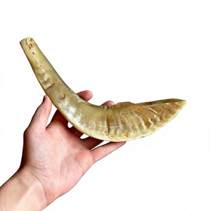 Shofar en corne de bœuf, instrument de musique juif, matériau organique sablé, forme ovale respirante - Product Image 1
