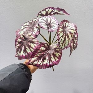Feuilles de begonias artificielles Dian Duo, forme demi-parapluie, verdure pour la décoration intérieure, plante décorative d'intérieur, lot de 10 cm - Product Image 4