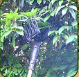 JUSEN Mini machine électrique de cueillette Outils de récolte en état neuf pour ferme pour moteur à noyau d'arachide de maïs à l'ail d'olive