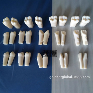 Modèles de dents en résine pour la formation dentaire, ensemble d'entraînement pour usage domestique, équipement et accessoires de thérapie orale pour adultes, 19g - Product Image 2