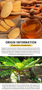 Suplemento para el Cuidado de la Salud de Raíz de Eurycoma Longifolia, Extractos de <span class=keywords><strong>Tongkat</strong></span> <span class=keywords><strong>Ali</strong></span>, Producto Vegetal Puro - Product Image 4