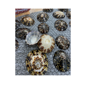 Conchas marinas pulidas, Lapa, concha de caracol, tamaño 5-7cm, disponible en stock, lapas pulidas, Concha artesanal para Festival - Product Image 6