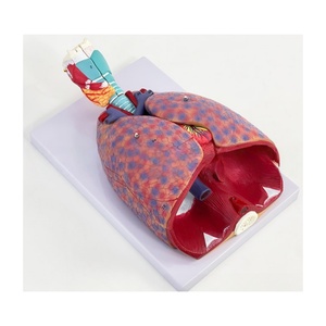 Modèle d'anatomie du système respiratoire-Structure du larynx, des poumons et du cœur avec indicateurs étiquetés pour l'enseignement médical et l'étude <span class=keywords><strong>clinique</strong></span> - Product Image 3