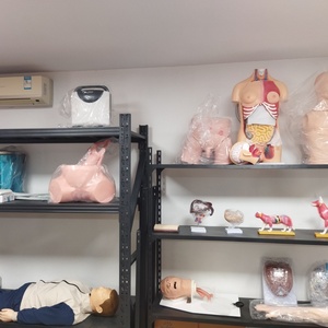 HC-S423 Dental Teaching <b>Model</b> <b>Medical</b> Science Standard Full Mouth Dental <b>Models</b> - Product Image 3