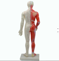 Modèle de cuivre pour la formation en acupuncture de la médecine traditionnelle chinoise, avec marquages de l'échelle numérique et caractères plus clairs
