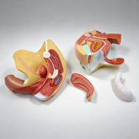 Modèle d'utérus, d'ovaires et de vagin féminins SCIEDU, modèle d'enseignement de l'anatomie des organes reproducteurs internes et externes féminins