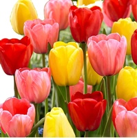 Kit de culture de fleurs en bulbes de tulipes, mélange de fleurs de style campagnard pour utilisation au sol, pour la fête des mères, comme cadeau pour les amateurs de jardinage