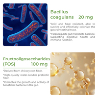 Gummies Probiotiques OEM/ODM 2 Milliards de UFC avec Fibres Prébiotiques, à Base de Pectine Végétalienne, Complément Alimentaire Sain