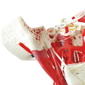 ADA-얼굴 두개골의 신경과 혈관을 핫 세일 A638S, 실물 크기, 1 부분 의학 교육 인체 해부학 - Product Image 2