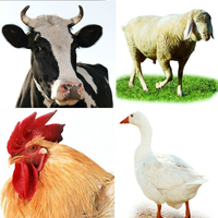 Poudre de prémélange de vitamine AD3E, prémélange de vitamine pour volaille animale