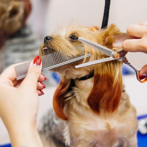 KingHon Wholesale <b>Hot</b> Sale Pet Fur Grooming Tools Silver Metal Double Side Pet <b>Comb</b> Stainless Steel for Dog and Cat - Product Image 4