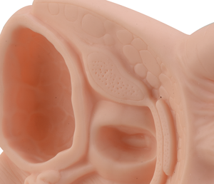 Kích Thước Cuộc Sống Cơ Quan Sinh Dục Nhân Tạo Dương Vật Nam Mô Hình Cơ Quan Sinh Sản Bên Trong Và Bên Ngoài - Product Image 4