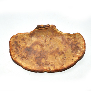 Thé aux champignons entiers séchés, Ganoderma Resinaceum Boud sauvage, aliment santé - Product Image 5