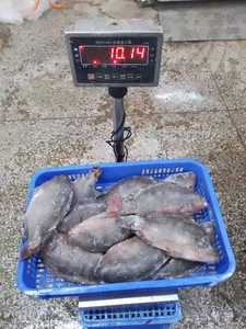 Dondurulmuş Siyah ve Kırmızı Tilapia Balığı/Dondurulmuş Deniz Ürünleri Taze Tilapia Dondurulmuş Tilapia Balığı - Product Image 4