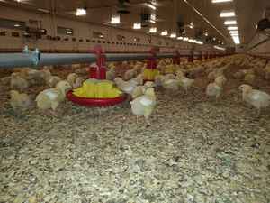 Compre Comederos y <span class=keywords><strong>Bebederos</strong></span> Automáticos <span class=keywords><strong>para</strong></span> Aves de Corral, Equipo de Granja <span class=keywords><strong>para</strong></span> una Alimentación Eficiente de Pollos - Product Image 5