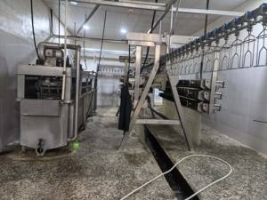 آلة متكاملة أوتوماتيكية بالكامل لسلق وتجريد الدجاج والبط والإوز والدواجن - Product Image 3