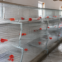 Nouveau système de cages en batterie Agricon type H pour poulets de chair, alimentation/abreuvement automatiques, bande de fumier, cadre en acier galvanisé à chaud 96-160
