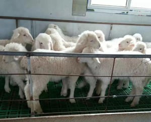 พื้นพลาสติกแบบมีร่องพร้อมตะขอเกี่ยวสำหรับปูมูลแกะและแพะ มีหลายขนาดให้เลือก - Product Image 6