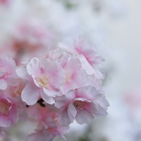 Pohon Sakura Buatan Bunga Sakura Jepang Warna Pink/Pink Muda Bunga Sakura Palsu untuk Dekorasi Dalam & Luar Ruangan Rumah Kantor Pesta