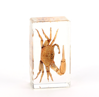 Spécimen personnalisé en résine insecte en résine spécimen de crabe acrylique presse-papiers coquillages décoration grenouilles cadeau souvenir fait main