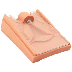Vrouwelijk Vagina Anatomisch Model & Iud Simulator, Gynaecologische Trainingsmodel Anticonceptie Begeleiding Model Intra-Uteriene Apparaat Iud - Product Image 5
