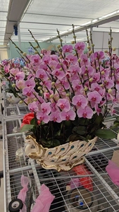 Tables <span class=keywords><strong>de</strong></span> bancs <span class=keywords><strong>de</strong></span> serre roulantes durables pour <span class=keywords><strong>lit</strong></span> <span class=keywords><strong>de</strong></span> pépinière avec couvercle en alliage d'aluminium et maille à armure toile pour l'ensemencement - Product Image 6