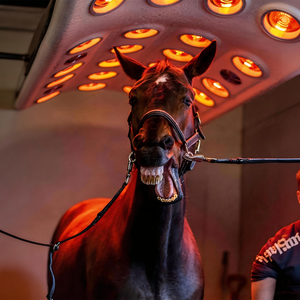 Lámpara de Terapia Infrarroja para Caballos, Sistema de Solárium de Luz Roja Equina para la Recuperación de Caballos de Carrera, Equipo de Relajación Muscular - Product Image 4