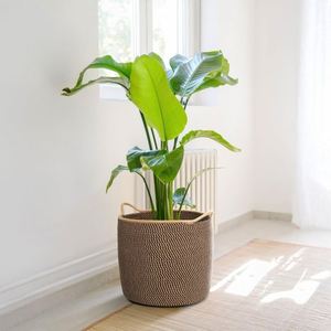 Décoration murale pour la maison, objets suspendus anciens, paniers à linge en rotin faits à la main, fabricants de plateaux en osier - Product Image 1