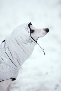 Qiqu – manteau chaud imperméable pour chien, nouveau, personnalisé, veste d'hiver pour chien, grand gabarit italien, <span class=keywords><strong>iggy</strong></span> - Product Image 3