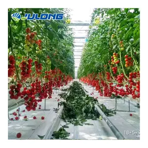 Invernadero agrícola con película de plástico Multi Span, cultivo hidropónico de invernadero para casa verde, fresas, tomate, llave en mano