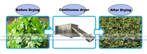 Tunnel Continuous Vegetable Dryer Drying Machine Dehydrating Coriander Dryer