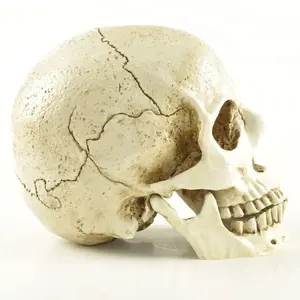 Polyresin Custom Hollow Human Head Mold Handicrafts Skeleton Halloween Heads