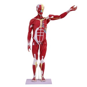 Modèle de corps humain de 80 cm avec muscles et organes internes, modèle d'anatomie musculaire, modèle pédagogique des muscles humains - Product Image 5
