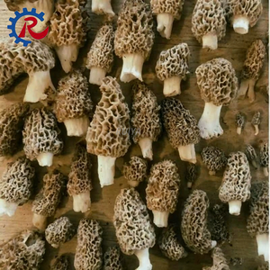 Machine automatique de remplissage de compost de morchelles, machine d'ensachage de <span class=keywords><strong>substrat</strong></span> de champignons avec moteur, composant principal <span class=keywords><strong>pour</strong></span> l'ensachage de <span class=keywords><strong>substrat</strong></span> de champignons - Product Image 6